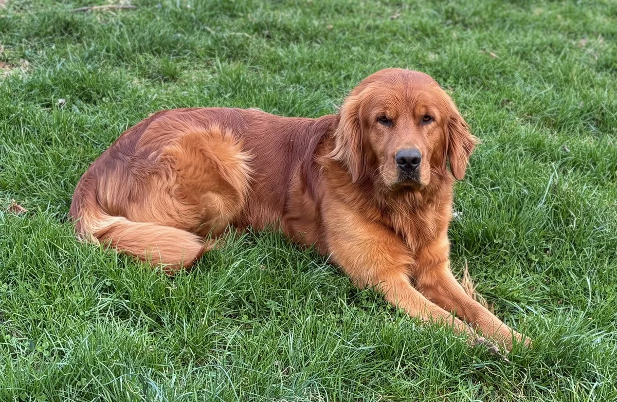 Maverick Blaze Roch - Golden Retriever