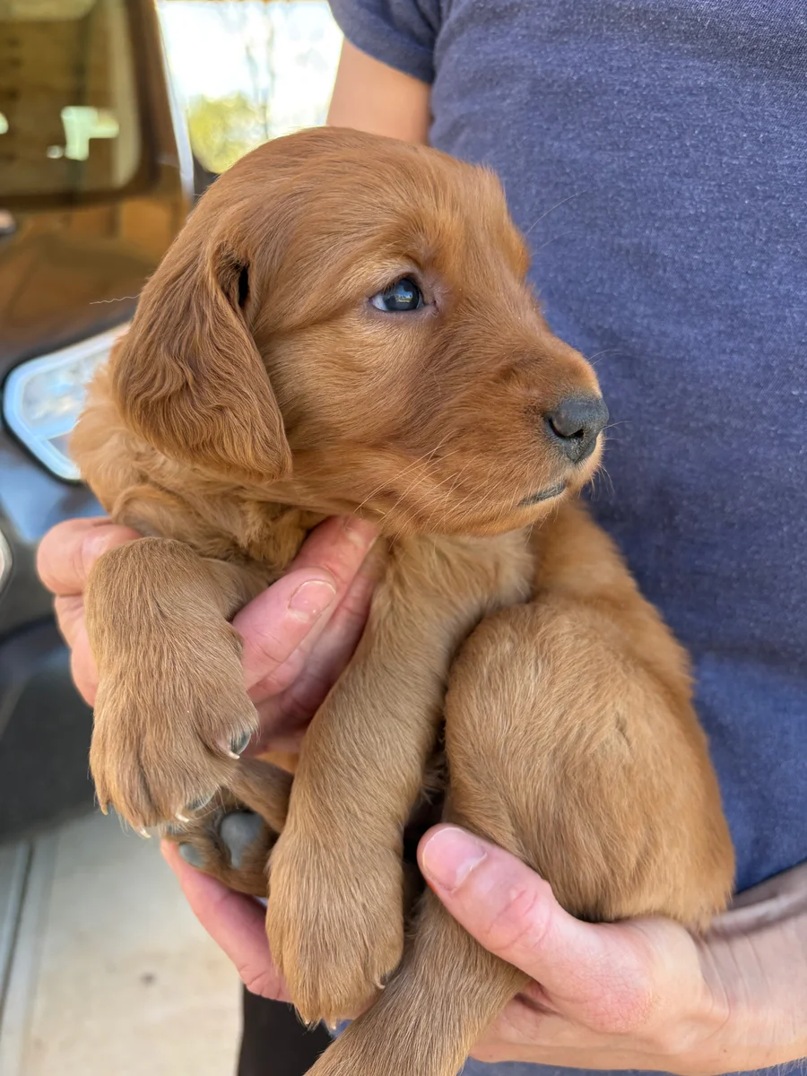 Golden Retriever with purple collar