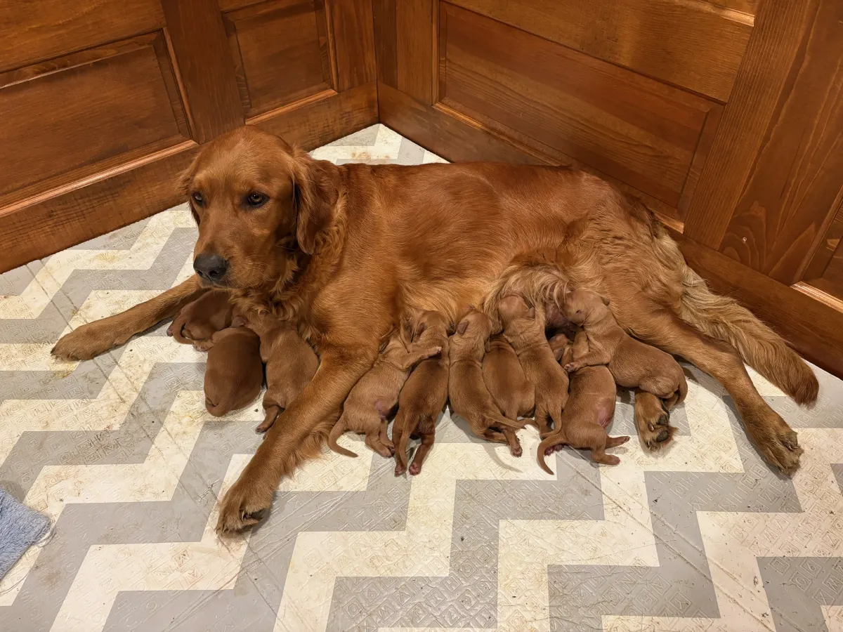 Gretta nursing her newborn litter, born October 19, 2026